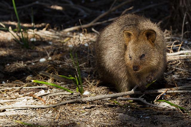 016 Rottnest Island, quokka.jpg